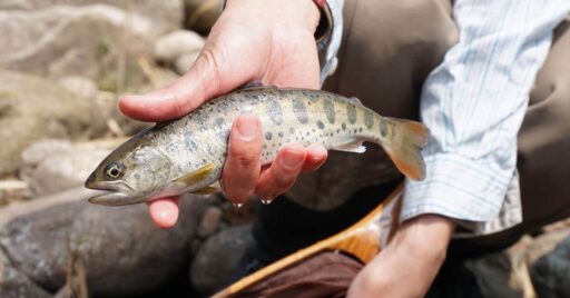 温泉街の釣り場 佐賀県嘉瀬川古湯地区でフライフィッシング!!