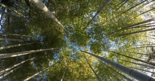 私がセルカレンズをオススメする理由。厳選9選!