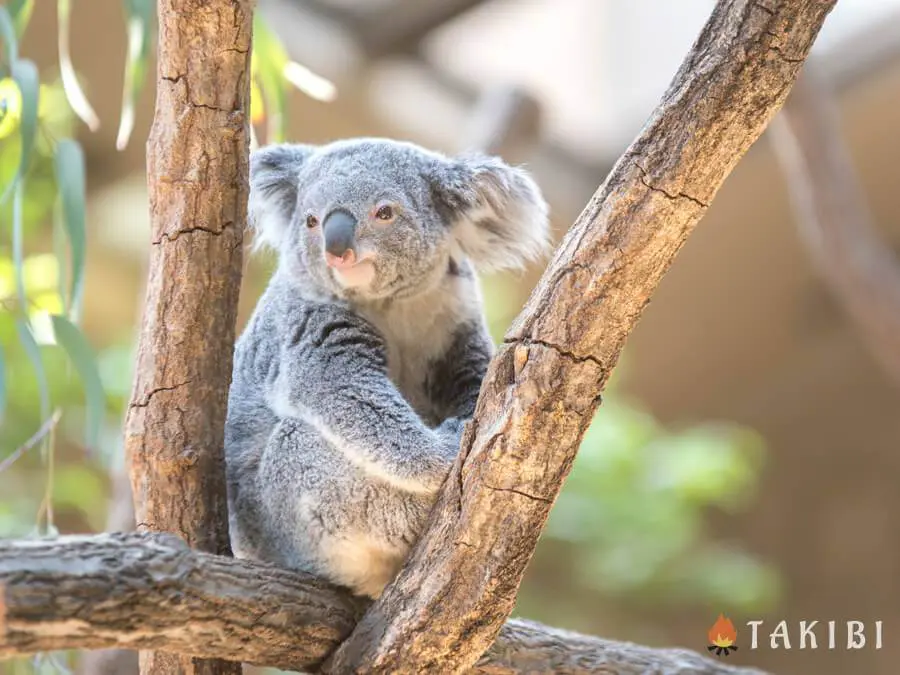 Koala コアラピロー 先行レビュー キャンプで最高の睡眠を提供してくれるのか キャンプ アウトドアのtakibi タキビ