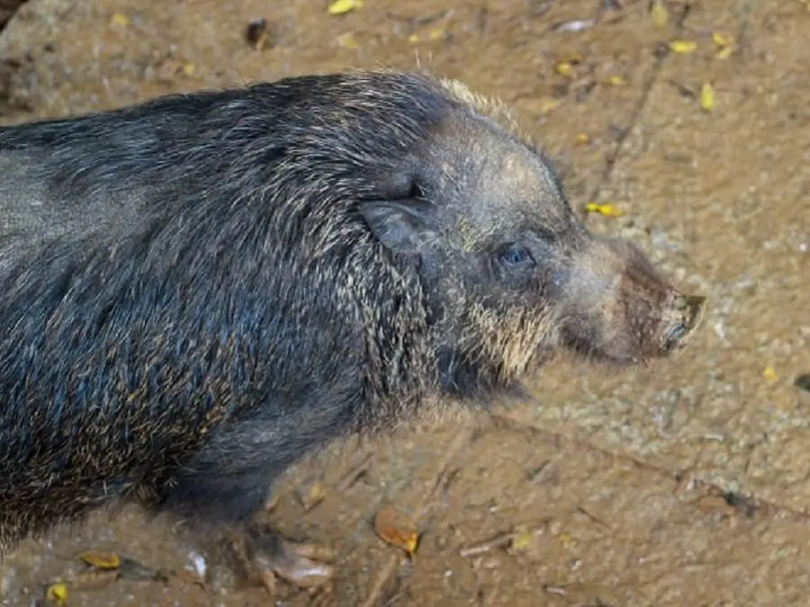 キャンプで もし遭遇したら 熊 イノシシなどの害獣対策 キャンプ アウトドアのtakibi タキビ