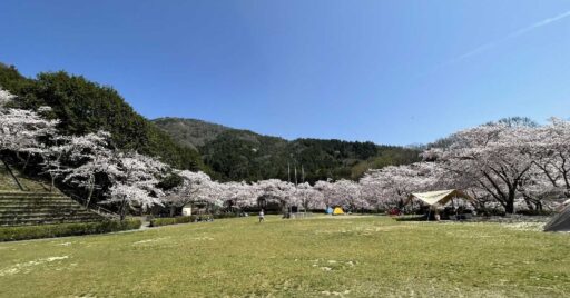【京都府】亀岡市七谷川野外活動センターは桜の名所!芝生と清流の「ふれあいの里」を楽しもう