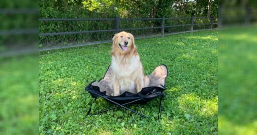 大きいワンちゃんもゆったり寛げる!QUICKCAMP(クイックキャンプ)のビッグドッグコット